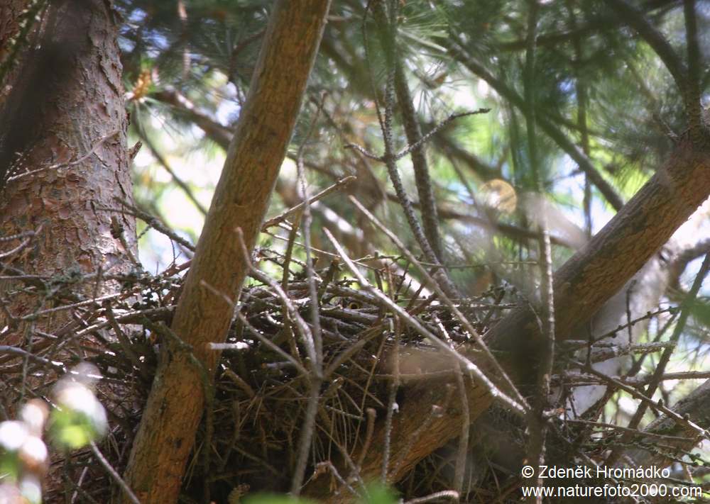 Krahujec lesní, Accipiter nisus (Ptáci, Aves)